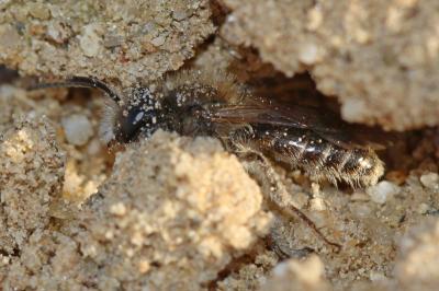  Andrena ventralis Imhoff, 1832