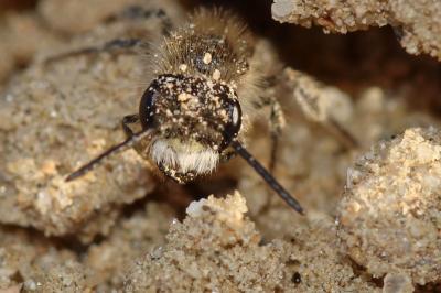  Andrena ventralis Imhoff, 1832