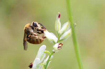 Eucère dorée Eucera chrysopyga Pérez, 1879