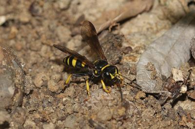  Gorytes planifrons (Wesmael, 1852)