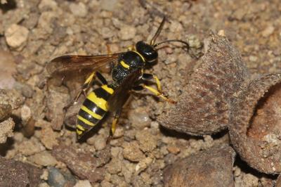  Gorytes planifrons (Wesmael, 1852)