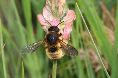  Chalicodoma