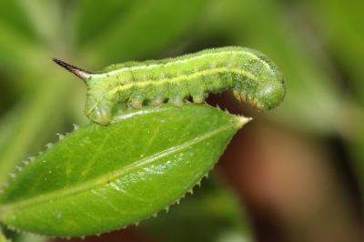 Moro-Sphinx (Le), Sphinx du Caille-Lait (Le) Macroglossum stellatarum (Linnaeus, 1758)