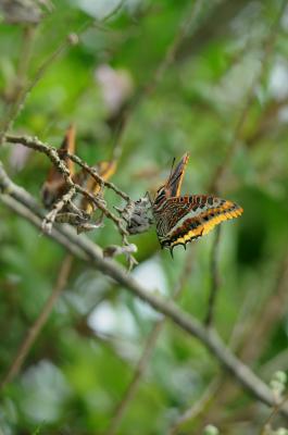 Nymphale de l'Arbousier (La), Jason (Le), Pacha à  Charaxes jasius (Linnaeus, 1767)