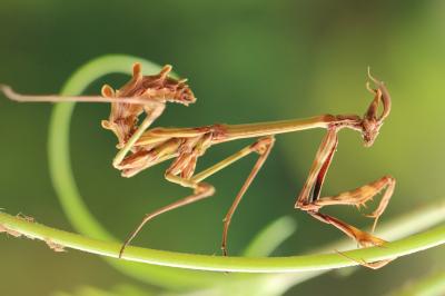 Empuse commune, Diablotin Empusa pennata (Thunberg, 1815)