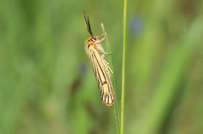 Ecaille striée (L') Spiris striata (Linnaeus, 1758)