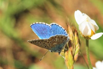 Azuré bleu-céleste (L'), Bel-Argus (Le), Argus ble Lysandra bellargus (Rottemburg, 1775)