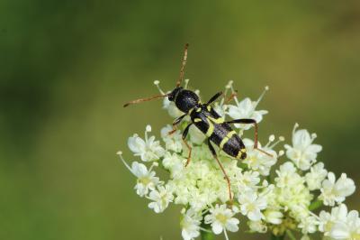  Clytus rhamni Germar, 1817