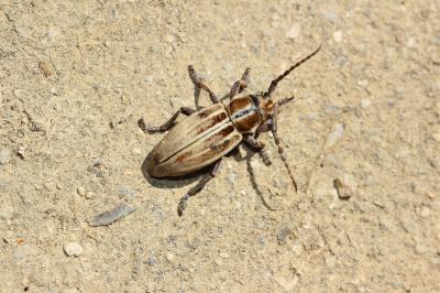  Iberodorcadion molitor (Fabricius, 1775)