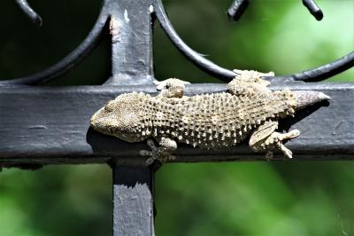 Tarente de Maurétanie Tarentola mauritanica (Linnaeus, 1758)