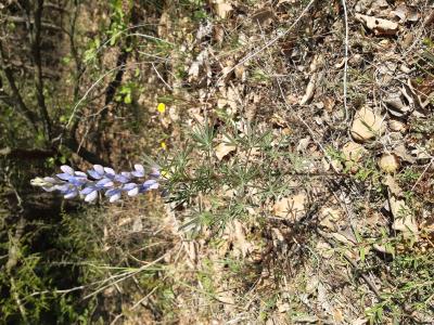 Lupin réticulé, Lupin bleu Lupinus angustifolius L., 1753