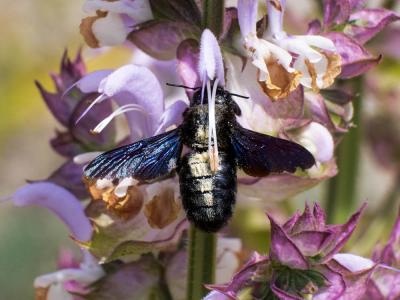 Abeille charpentière, Xylocope violet Xylocopa violacea (Linnaeus, 1758)