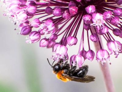  Andrena thoracica (Fabricius, 1775)