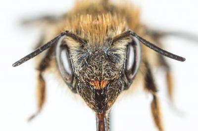  Osmia brevicornis (Fabricius, 1798)