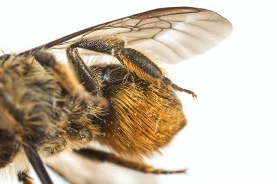  Osmia brevicornis (Fabricius, 1798)