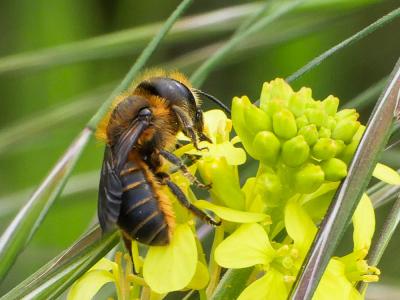  Osmia niveata (Fabricius, 1804)