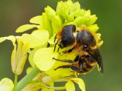  Osmia niveata (Fabricius, 1804)