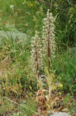 Orchis bouc, Himantoglosse à odeur de bouc Himantoglossum hircinum (L.) Spreng., 1826