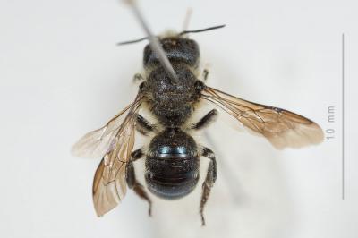 Osmia niveata (Fabricius, 1804)