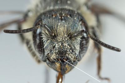  Osmia niveata (Fabricius, 1804)