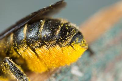  Osmia niveata (Fabricius, 1804)