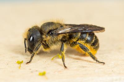  Osmia niveata (Fabricius, 1804)