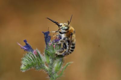 Anthophore cuissarde Anthophora femorata (Olivier, 1789)
