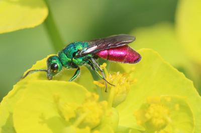  Chrysura Dahlbom, 1845