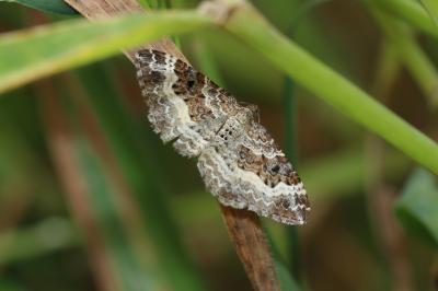 Alternée (L') Epirrhoe alternata (O.F. Müller, 1764)