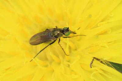  Ortochile nigrocoerulea Latreille, 1809