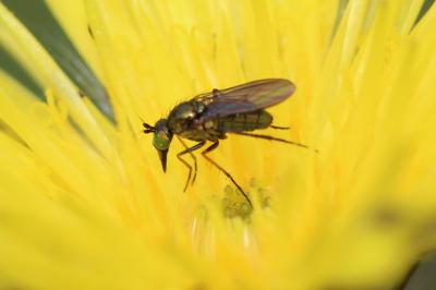  Ortochile nigrocoerulea Latreille, 1809