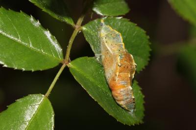 Piéride du Chou (La), Grande Piéride du Chou (La), Pieris brassicae (Linnaeus, 1758)