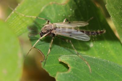  Stictochironomus Kieffer