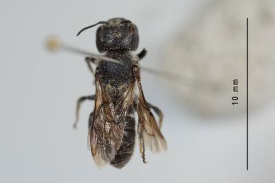 Osmia anceyi Pérez, 1879