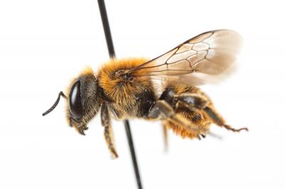  Osmia aurulenta (Panzer, 1799)