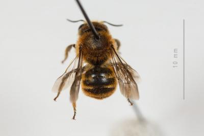  Osmia aurulenta (Panzer, 1799)