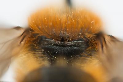  Osmia aurulenta (Panzer, 1799)