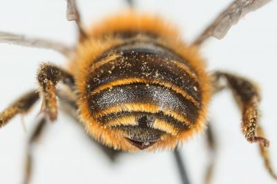  Osmia aurulenta (Panzer, 1799)