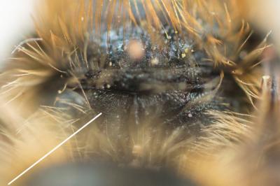  Osmia brevicornis (Fabricius, 1798)