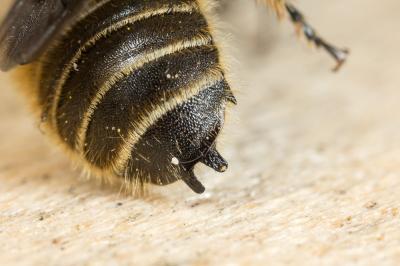  Hoplitis cristatula (van der Zanden, 1990)