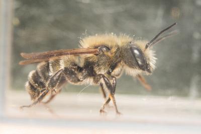  Osmia latreillei (Spinola, 1806)