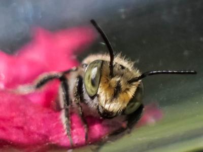  Megachile pilidens Alfken, 1924