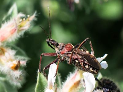 Rèduve à pattes rouges Rhynocoris erythropus (Linnaeus, 1767)