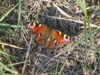 Paon-du-jour (Le), Paon de jour (Le), Oeil -de-Pao Aglais io (Linnaeus, 1758)
