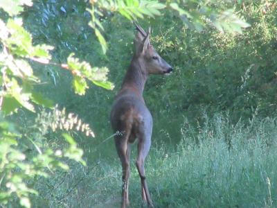 Chevreuil Capreolus capreolus (Linnaeus, 1758)
