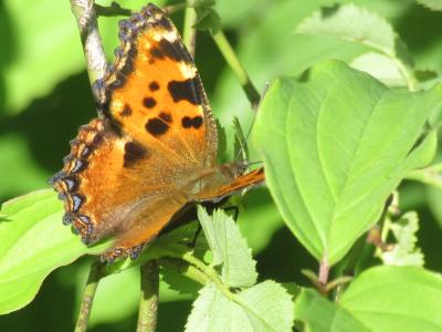 Grande Tortue (La), Vanesse de l'Orme (La), Grand- Nymphalis polychloros (Linnaeus, 1758)