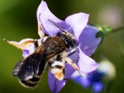  Andrena Fabricius, 1775