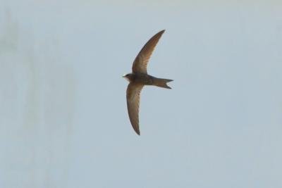Martinet pâle Apus pallidus (Shelley, 1870)