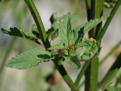 Scrofulaire aquatique, Scrofulaire de Balbis Scrophularia auriculata L., 1753