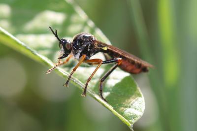  Dioctria rufipes (De Geer, 1776)